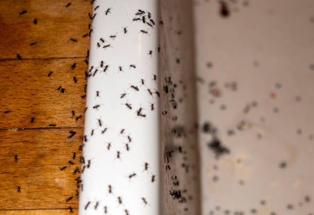 Best Exterminator Services  in Oregon, WI